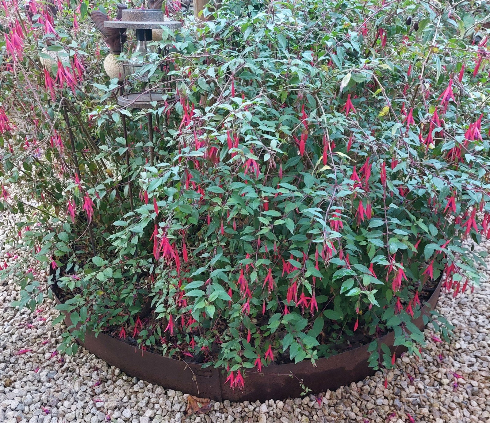Fuchsia, Tuin en Terras, Ophalen