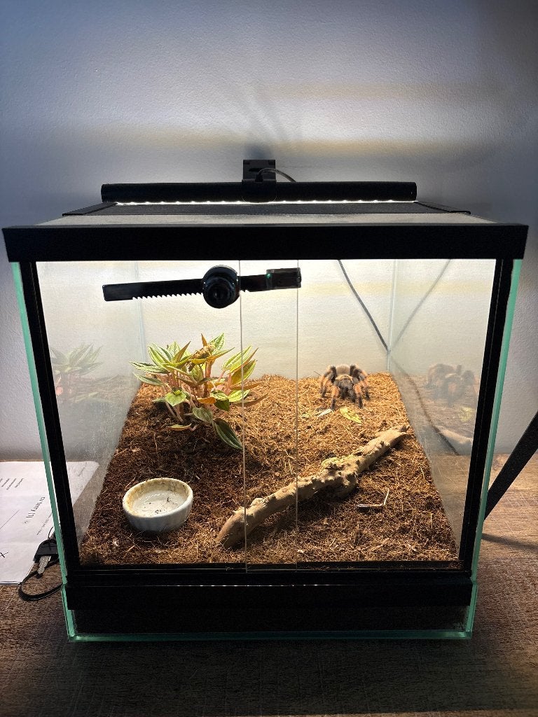 Reptile, Animaux & Accessoires, Avec terrarium, 0 à 2 ans