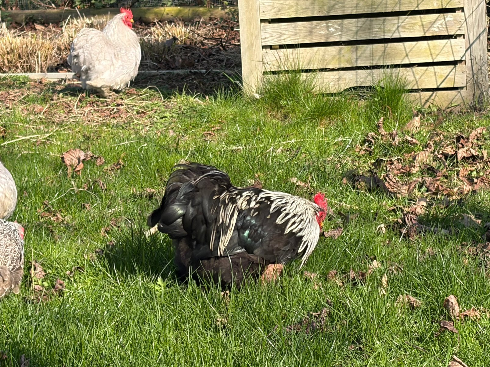 Cochin haan jong en gezond af te halen, Dieren en Toebehoren, Mannelijk, Kip