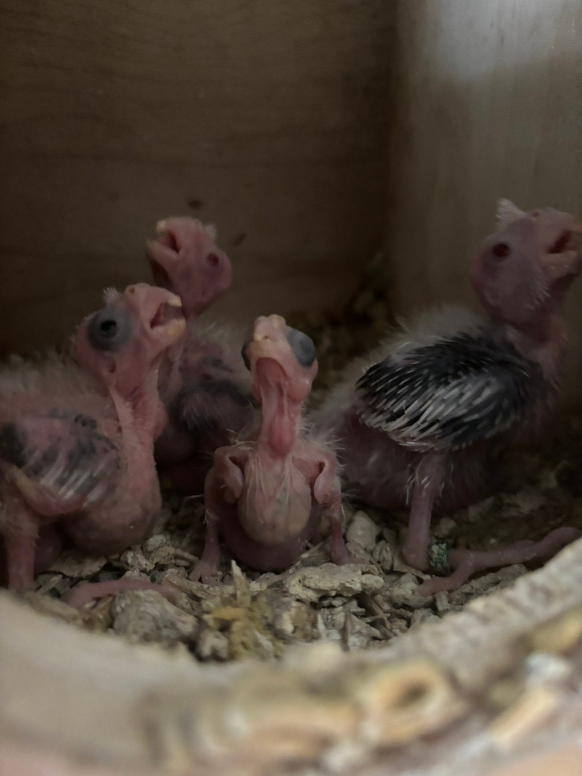 3 valkparkieten voor handopfok, Dieren en Toebehoren, Geslacht onbekend, Parkiet, Geringd