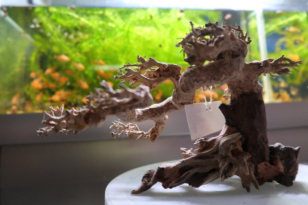 Bonsai boompjes, Dieren en Toebehoren, Ophalen, Nieuw, Plant(en), Steen of Hout
