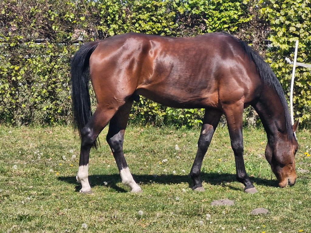 3j hengst Dourkhan hero Z, Dieren en Toebehoren, Hengst, Z