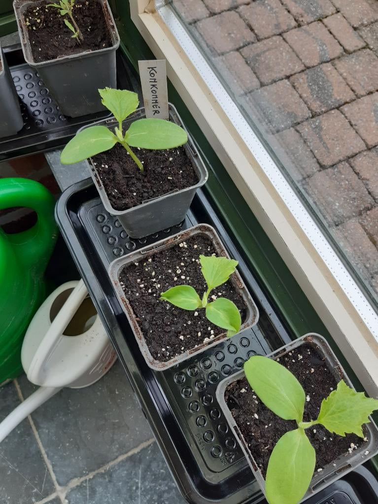 moestuinplantjes, Tuin en Terras, Ophalen, Groenteplanten