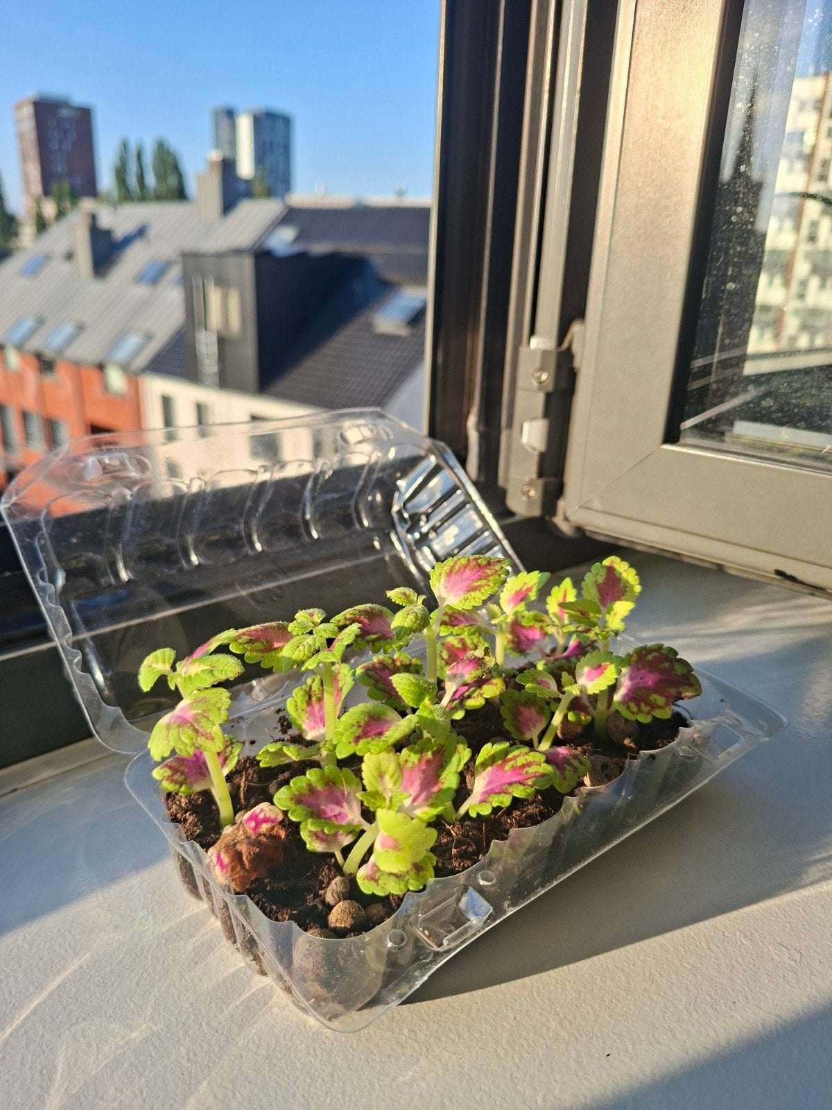 ortie flamboyante/ Coleus (Plante d'intérieur), Maison & Meubles, Enlèvement
