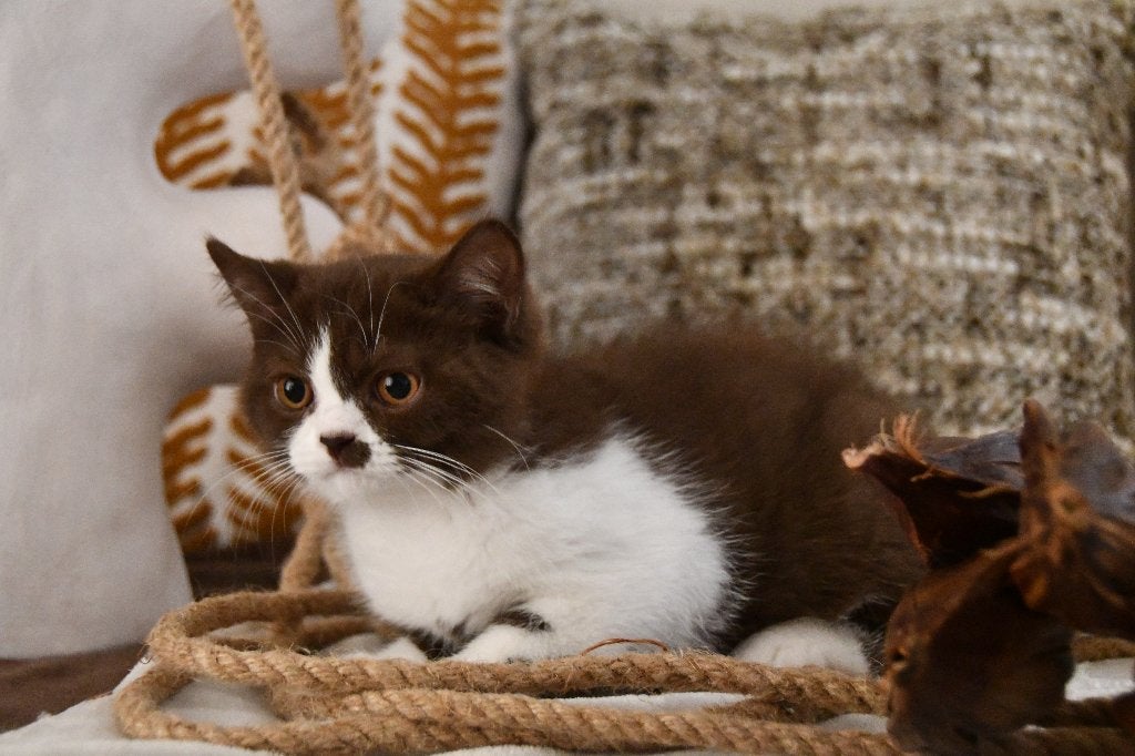 Brits korthaar kitten, Chat, Avec pedigree, 0 à 2 ans