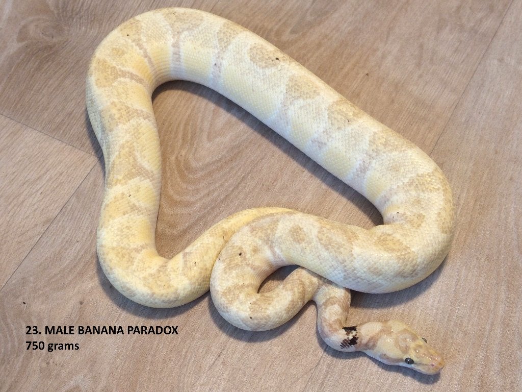 Koningspython halfwas en volwassen kweekdieren deel 1 Ball Python photo 23