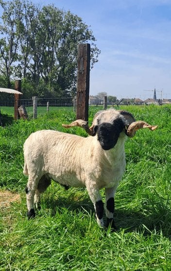 Walliser Schwarznase Ram, Dieren en Toebehoren, Schapen, Geiten en Varkens