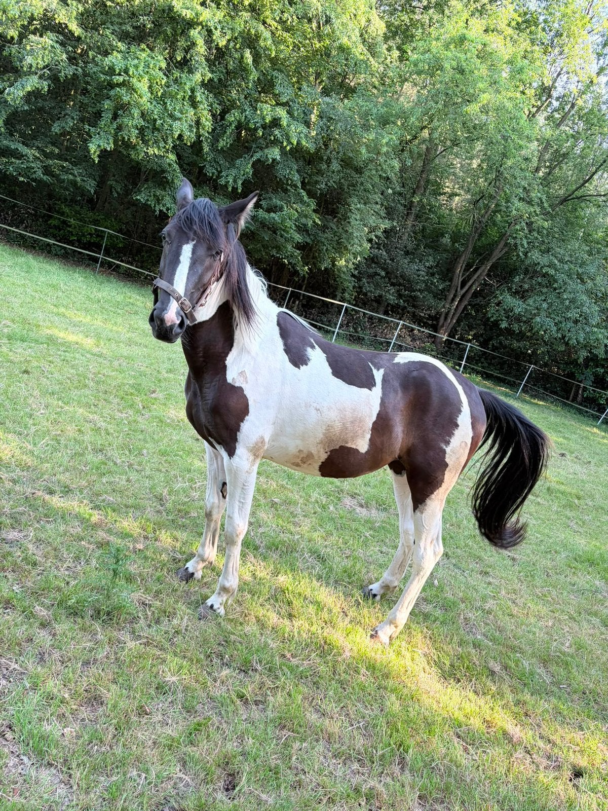 3 jarige merrie 1.58m, Dieren en Toebehoren, Merrie, Ontwormd