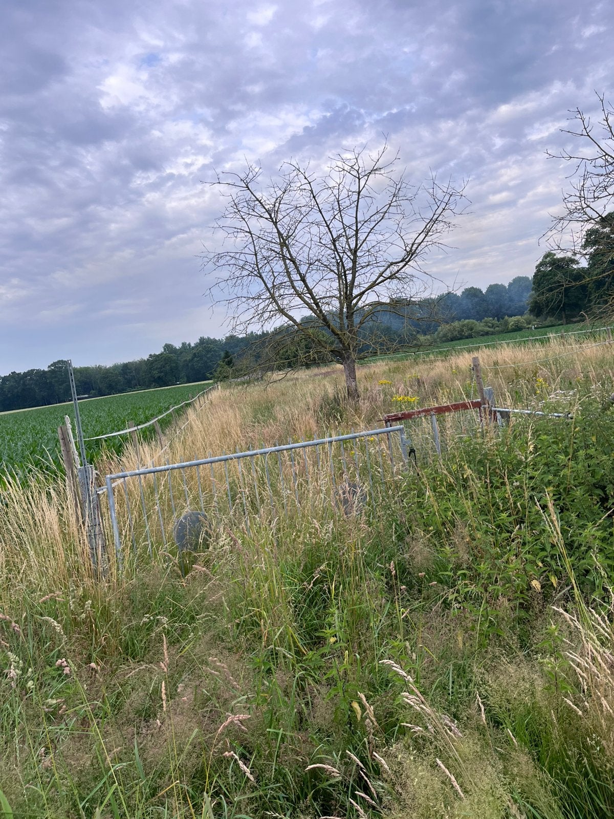 Weide te huur, Dieren en Toebehoren, Stalling en Weidegang