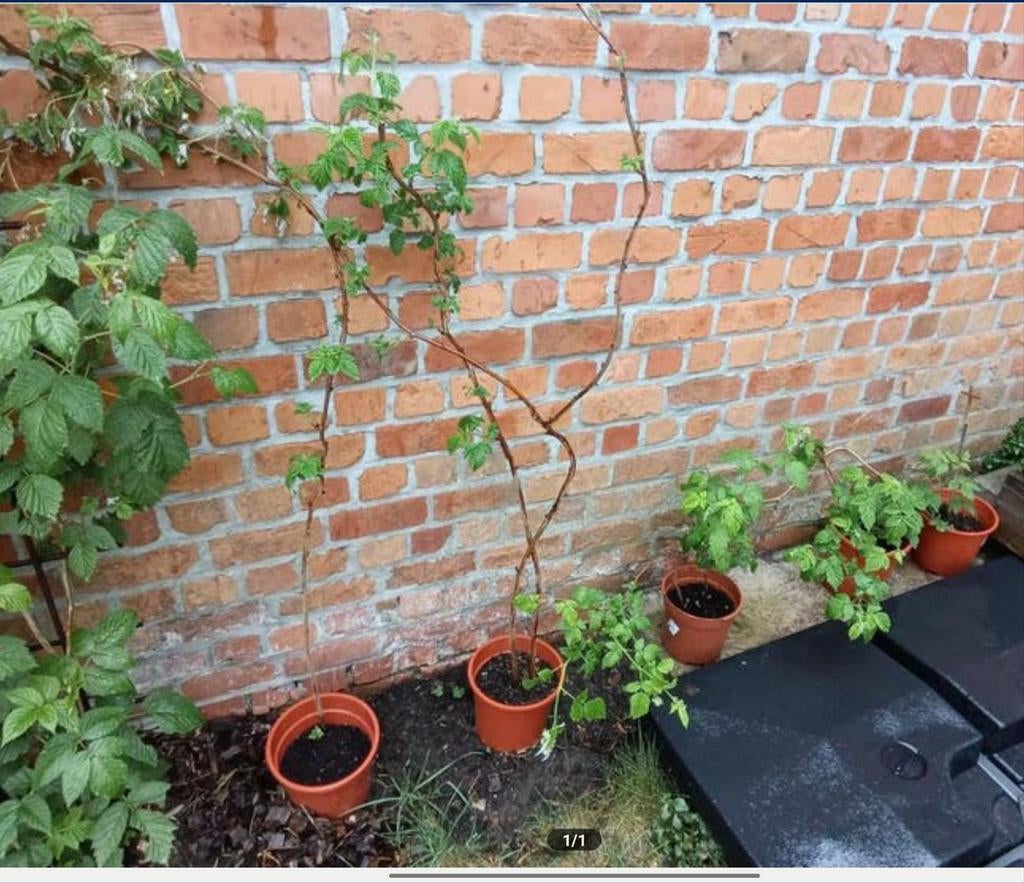 Gele frambozen, Tuin en Terras, Ophalen