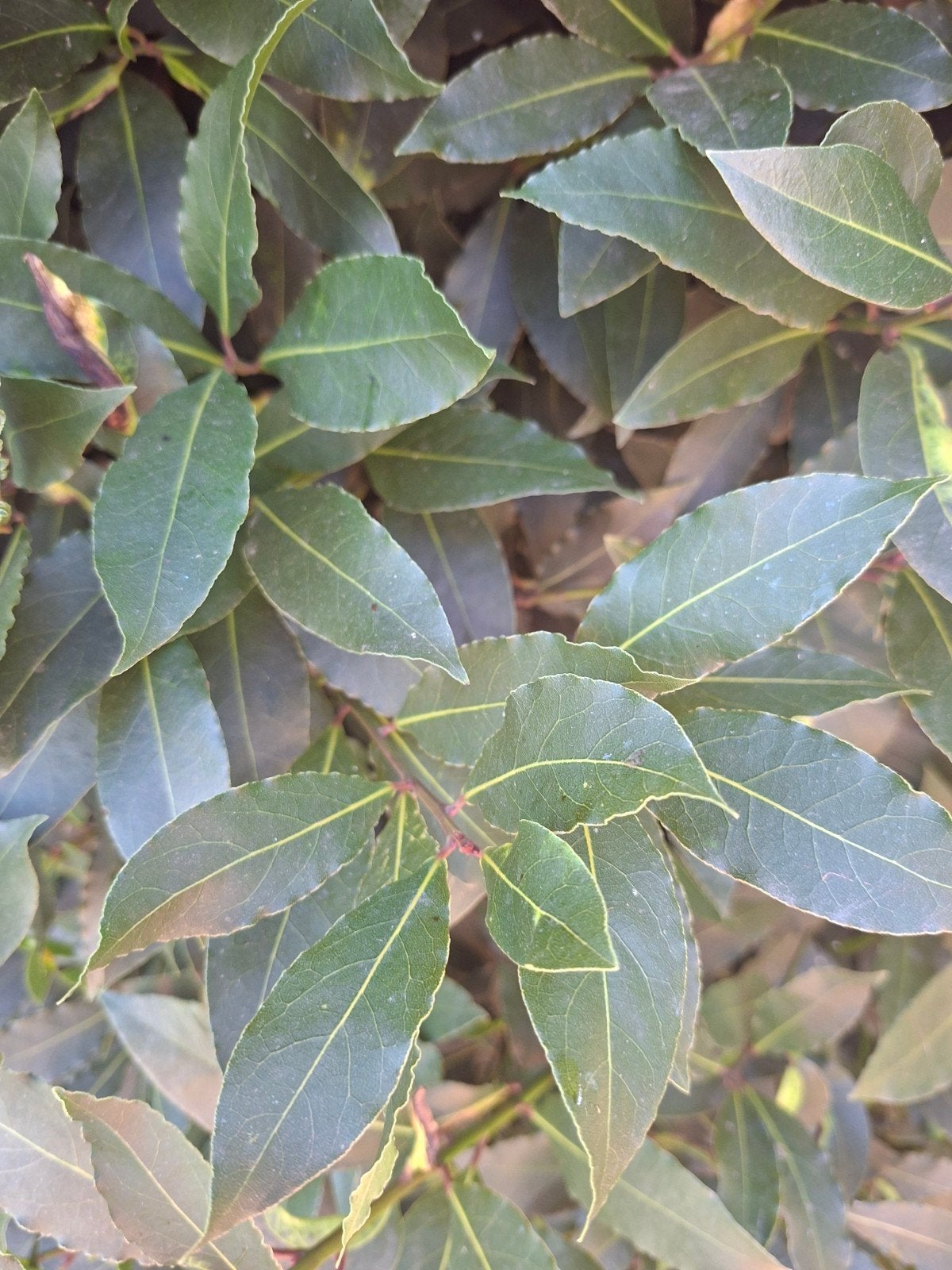feuilles de laurier fraîches, Jardin & Terrasse, Plantes | Arbustes & Haies, Enlèvement