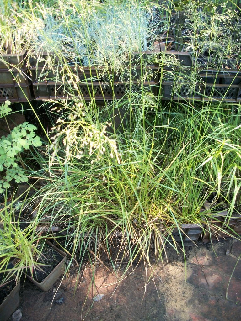 Siergrassen hogere en lagere, Tuin en Terras, Planten | Tuinplanten, Ophalen, Volle zon, Vaste plant, Siergrassen