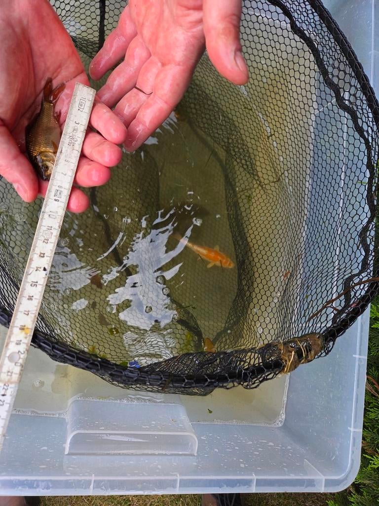 Mooie goudvis  10 cm – eigen kweek, Dieren en Toebehoren, Vissen | Vijvervissen