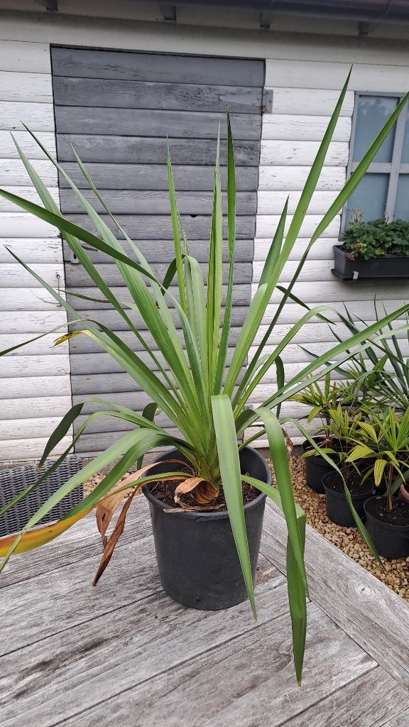 yucca recurvifolia, Tuin en Terras, Volle zon, Vaste plant, Zomer, Ophalen