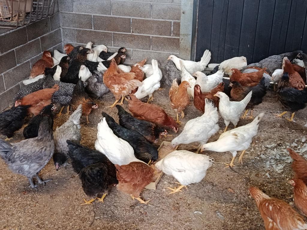 jonge legkippen promo, Dieren en Toebehoren, Pluimvee