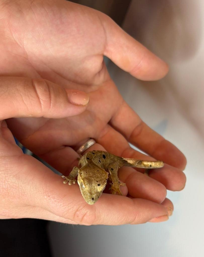 Wimpergekko