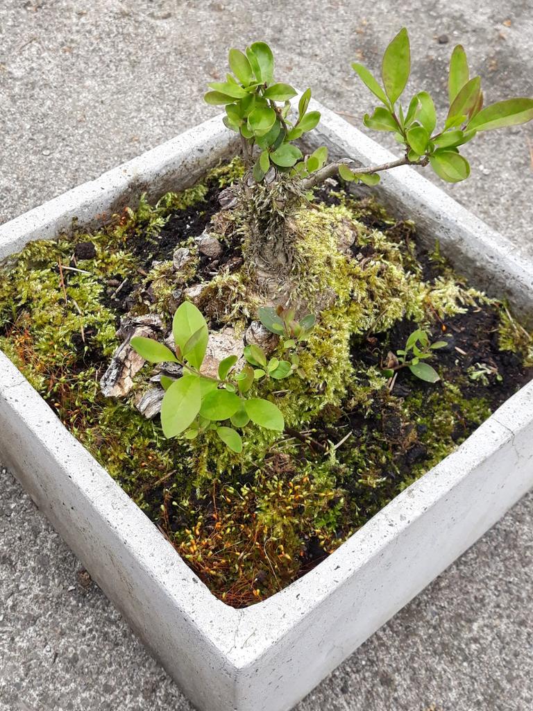 Bonsai troene, Ophalen, Winter