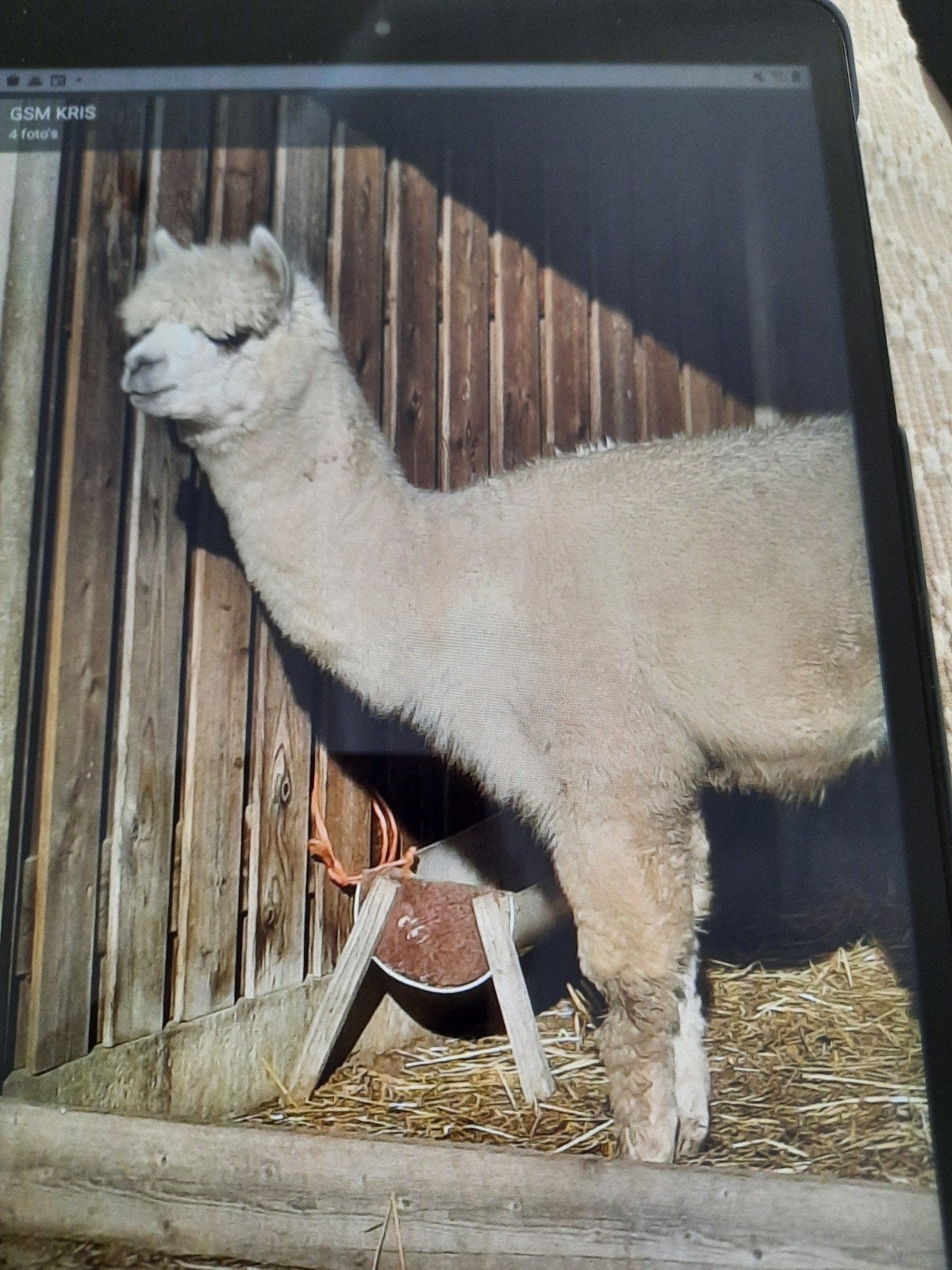 étalon en alpaga âgé de 5 ans, Mâle, 3 à 5 ans