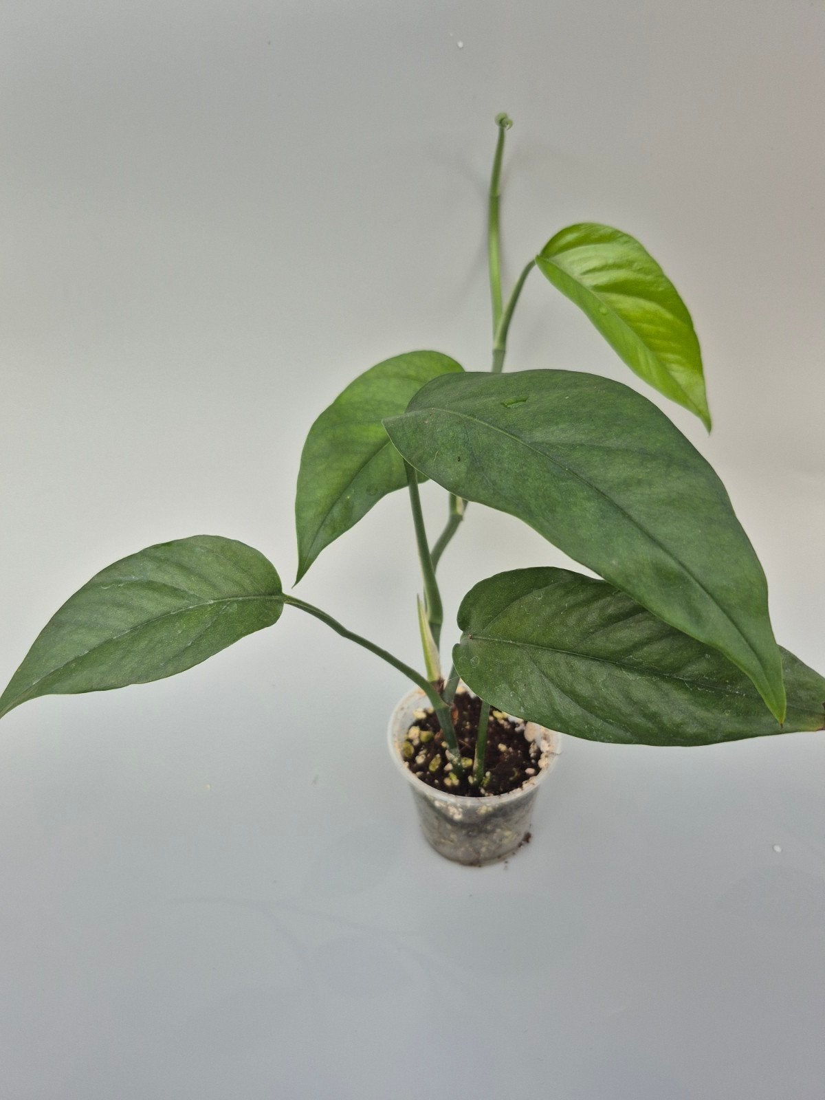Epipremnum pinnatum stekje, Huis en Inrichting, Kamerplanten, Ophalen of Verzenden