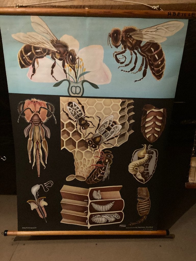 schoolplaat, Antiquités & Art, Antiquités | Cartes scolaires, Enlèvement ou Envoi, Nature et Biologie