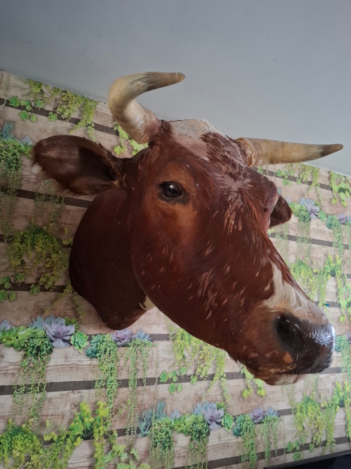 omgezette koeienhoofd, Antiek en Kunst, Ophalen