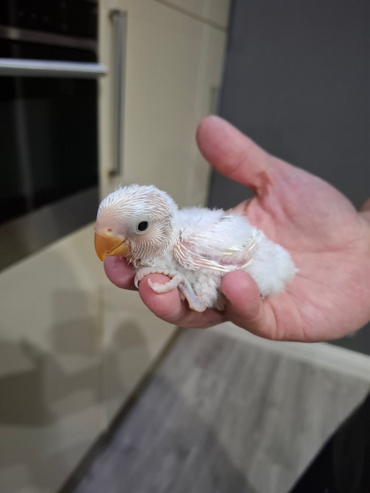 agapornis roseicollie handtamme baby