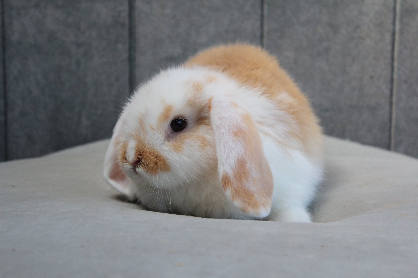 Minilop x nhd koppel, Dieren en Toebehoren, Konijnen, Meerdere dieren, Klein, Hangoor, 0 tot 2 jaar