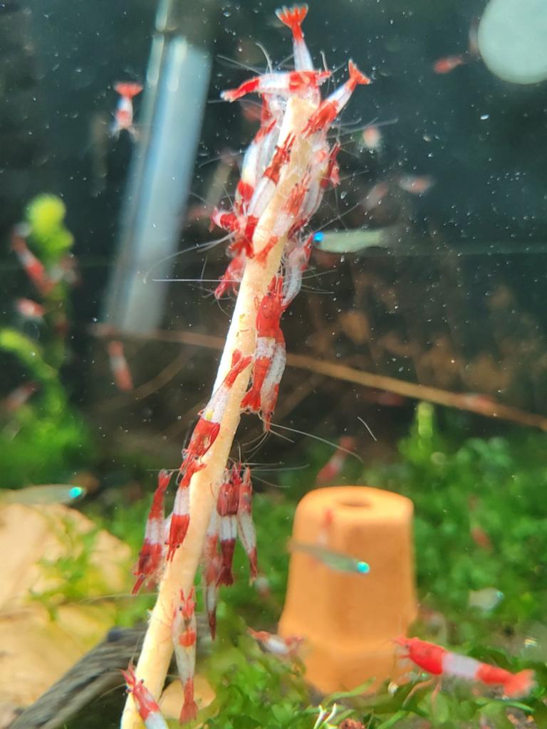 Hobbyaquarium  Red Rilli/Rilly perfecte kleurdekking, Dieren en Toebehoren, Kreeft, Krab of Garnaal, Zoetwatervis, Schoolvis