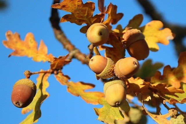 GEZOCHT: eikels en/of kastanjes