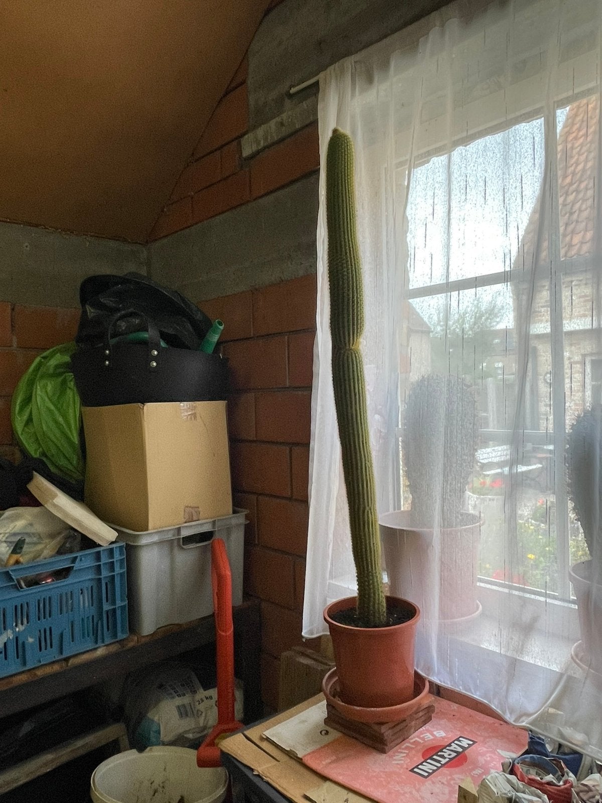 Cactus, Maison & Meubles, En pot, Enlèvement, Cactus, 100 à 150 cm