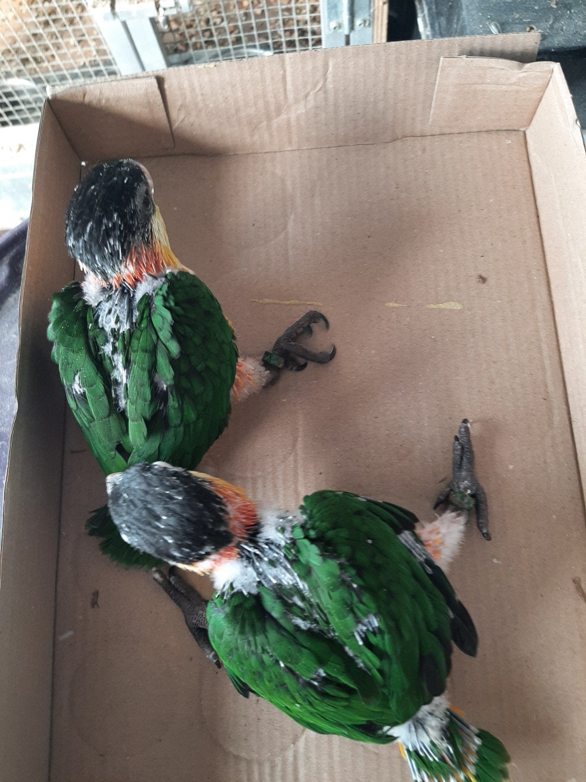 jonge caiques + mutaties pruimkoppen, Dieren en Toebehoren