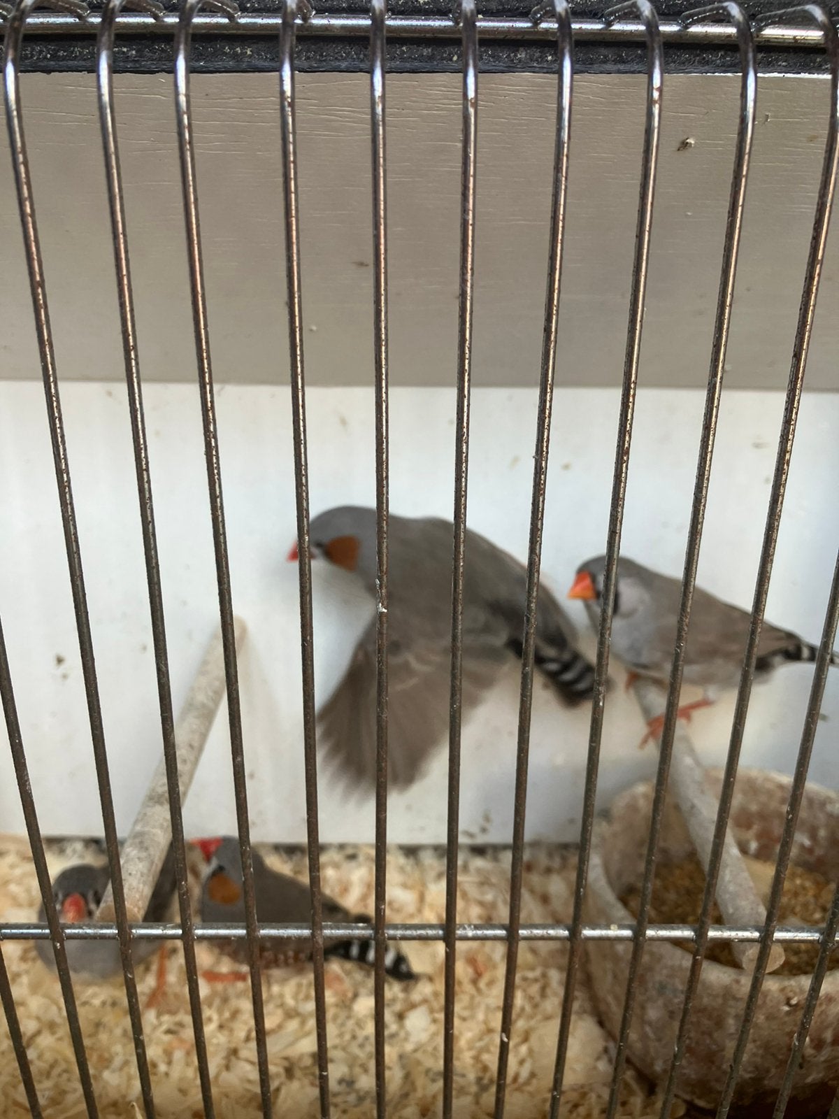 VERSCHILLENDE KWEEKRIJPE ZEBRAVINKEN VANAF 15 EURO/KOPPEL, Plusieurs animaux, Oiseau tropical