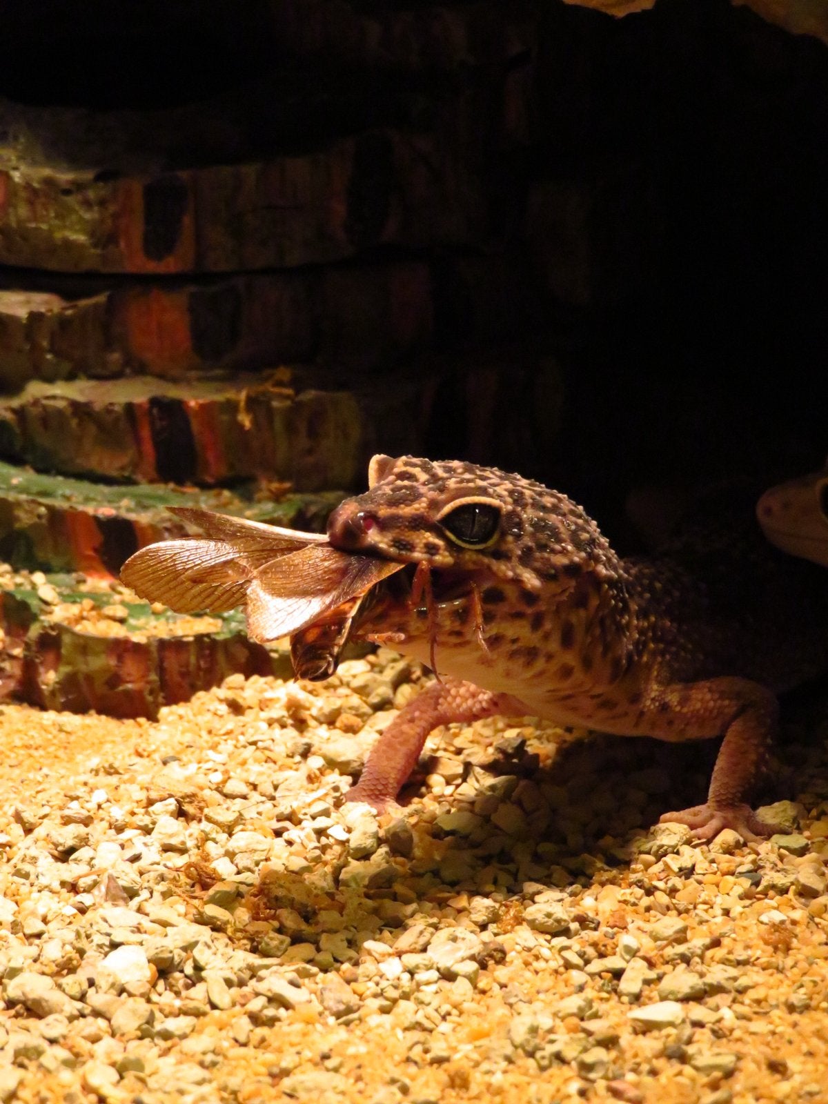 Gecko léopard pour femme géante de la nuit noire