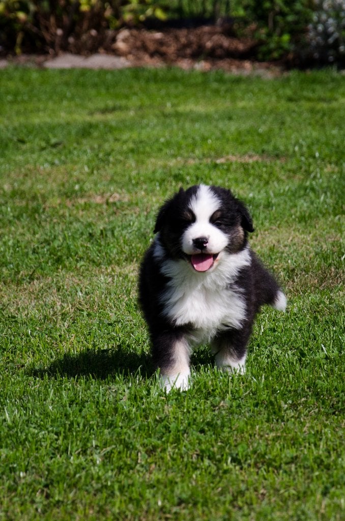 Tricolor Australische herder pups geboren op boerderij, Dieren en Toebehoren, België, Particulier, Reu, CDV (hondenziekte)