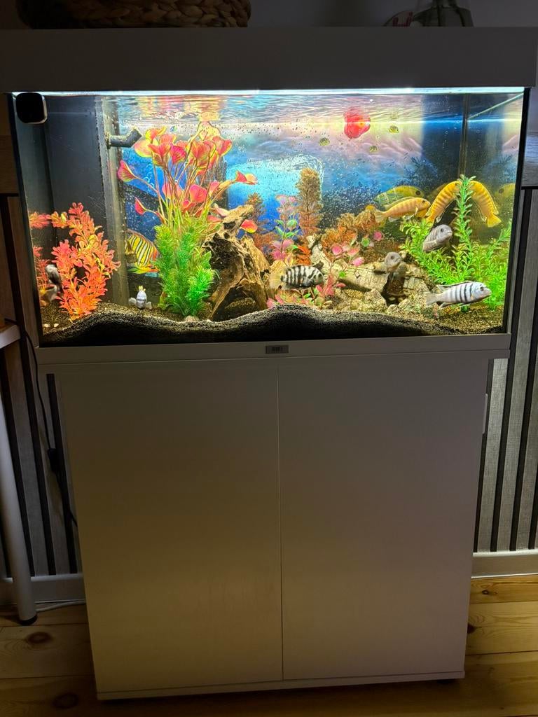 Aquarium te koop – Volledig uitgerust, Ophalen, Decoratie, Zo goed als nieuw, Inclusief vissen