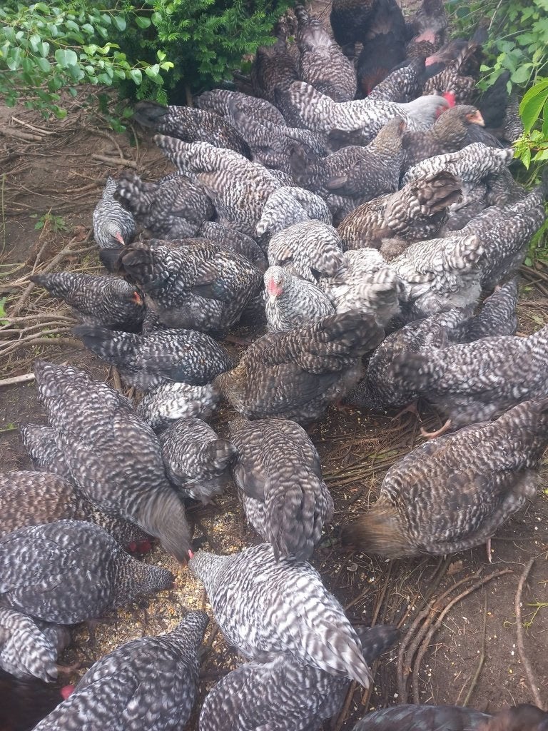 kippen, Meerdere dieren, Kip
