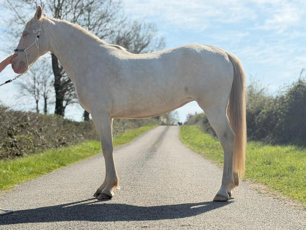 Jument ibérique, Dieren en Toebehoren, Paarden, Merrie, Zadelmak, Minder dan 160 cm, 11 jaar of ouder, Recreatiepaard, Gechipt