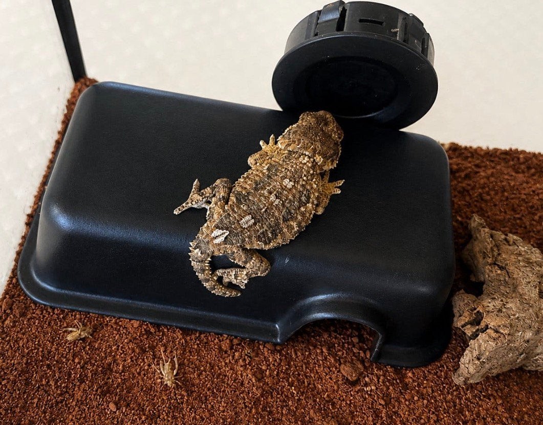 vrouwelijke Helmethead Gecko (Tarentola chazaliae), Dieren en Toebehoren, Overige soorten