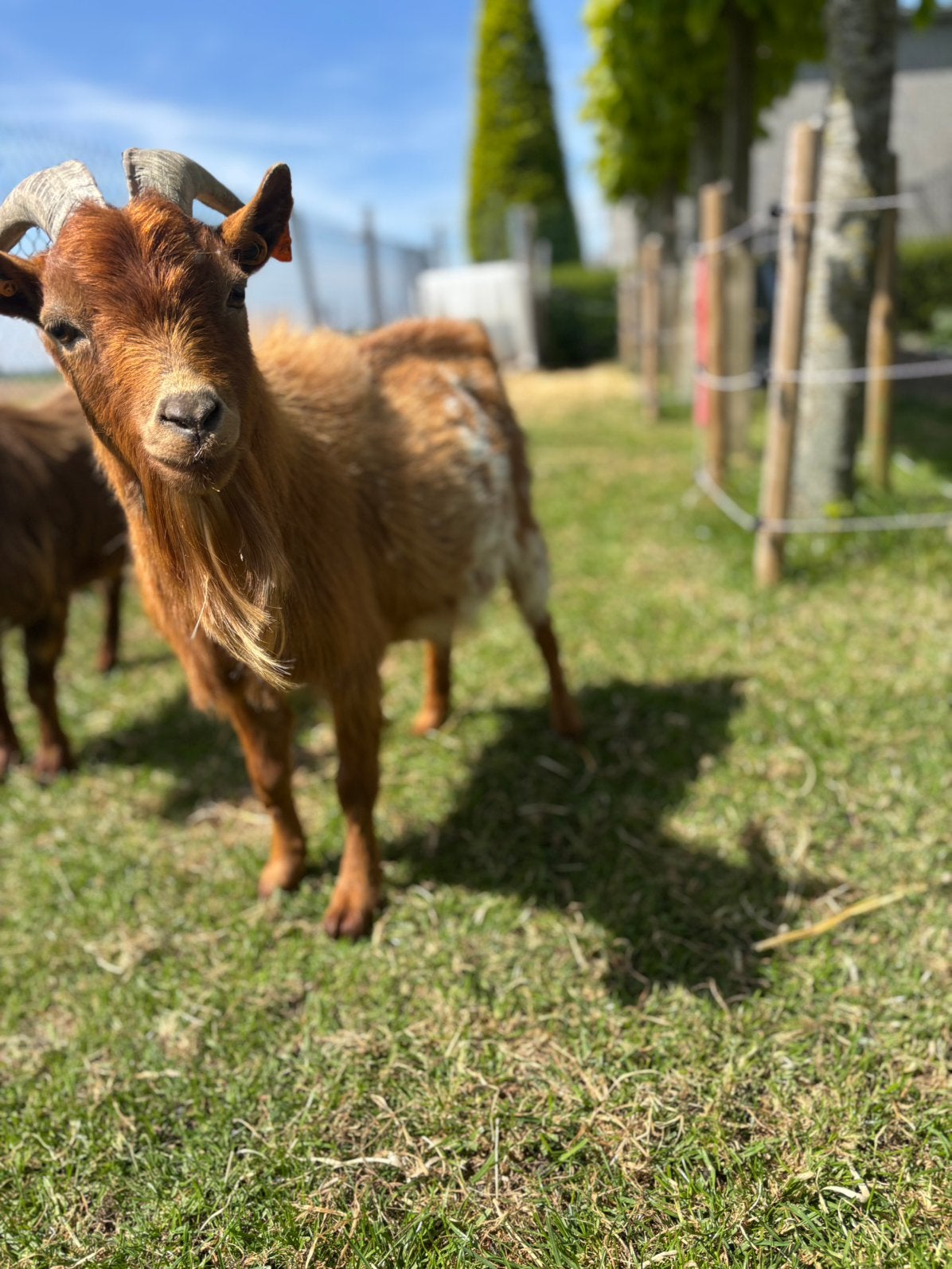 Dwerggeit dekbok te huur., Dieren en Toebehoren, Mannelijk, Geit, 0 tot 2 jaar