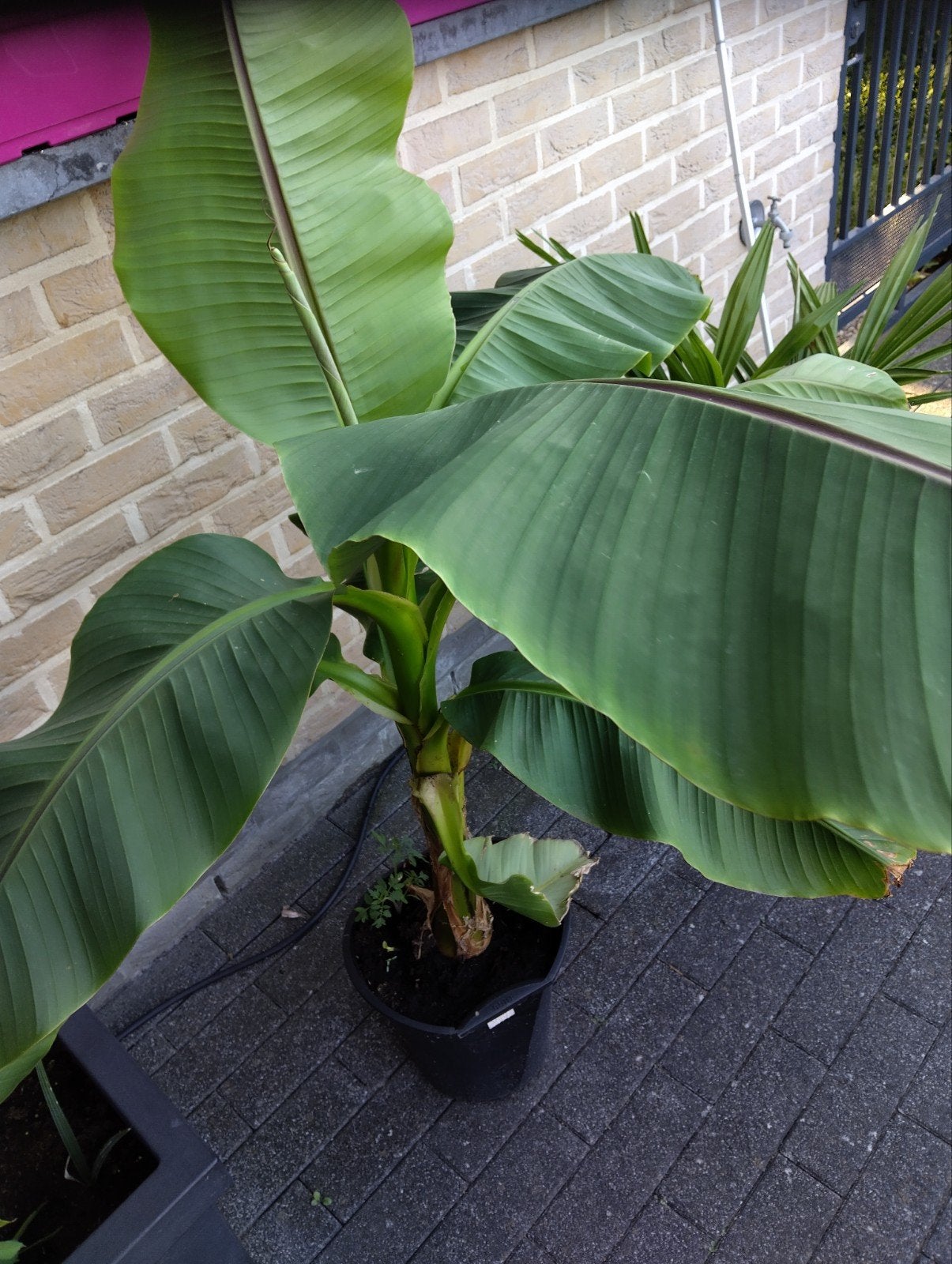Tropische planten, Tuin en Terras, Bloembollen en Zaden, Ophalen