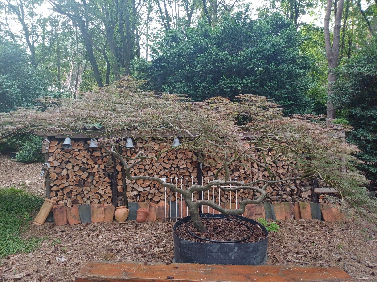 japanse esdoorn bonsai, Tuin en Terras, Ophalen, In pot