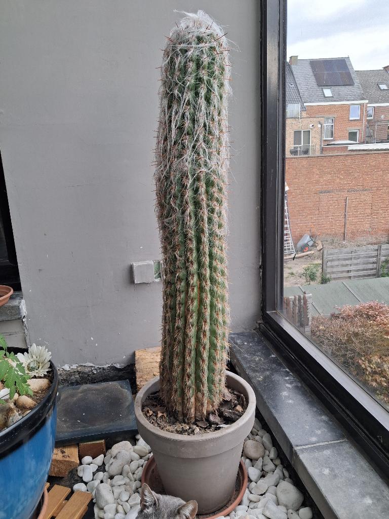 cactus, Ophalen, 100 tot 150 cm, Volle zon, In pot