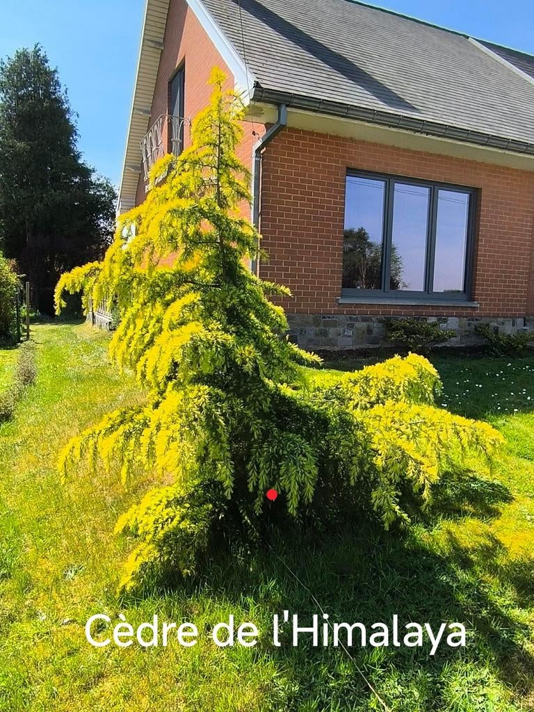 Plusieurs arbres A Donner, Enlèvement