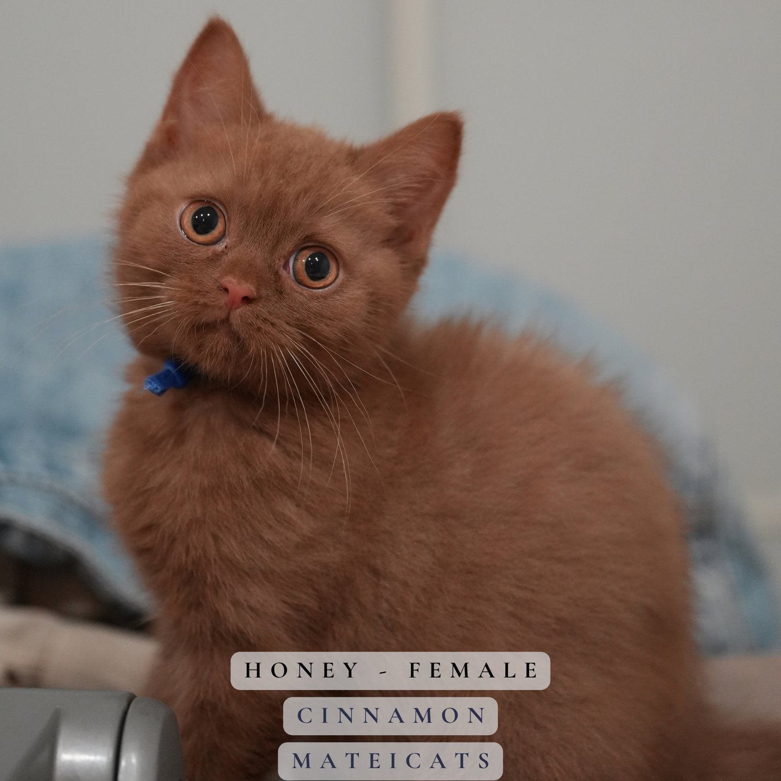 British Shorthair Chocolate - Cinnamon - Fawn/lilac, Animaux & Accessoires, Plusieurs animaux, Avec pedigree, 0 à 2 ans