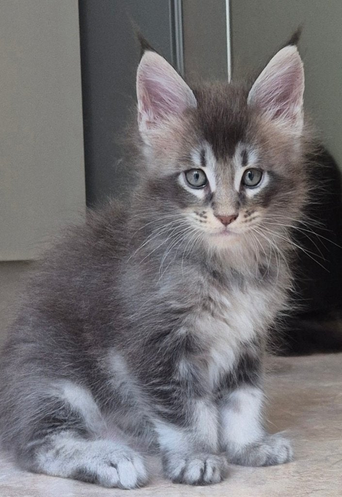 Maine Coon-kittens geboren in Brussel 30.05.2026, Dieren en Toebehoren, Kater, Met stamboom, 0 tot 2 jaar
