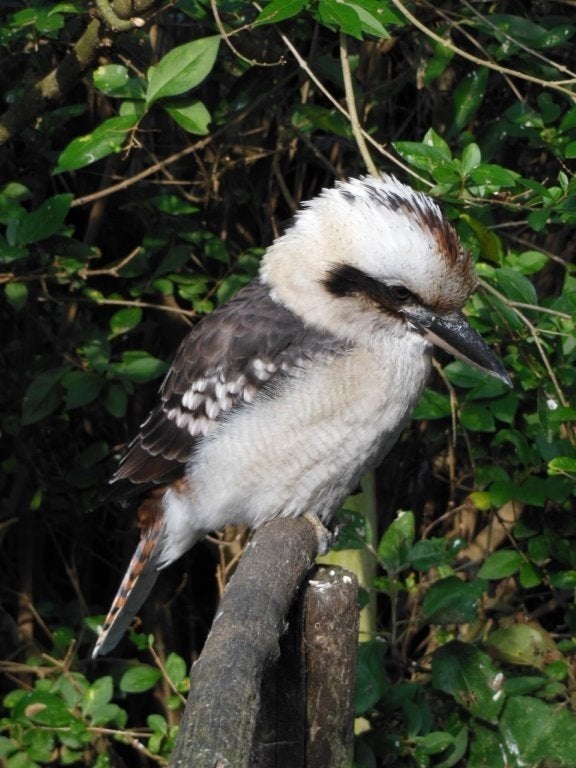 kookaburra, Dieren en Toebehoren, Vrouwelijk, Tropenvogel, Geringd