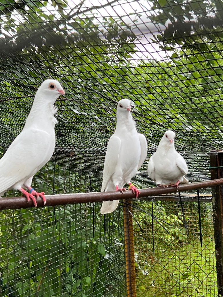 Witte duiven, Geslacht onbekend, Overige soorten