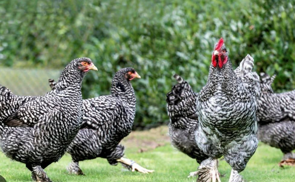 Gratis kippen 0487494700, Meerdere dieren, Kip