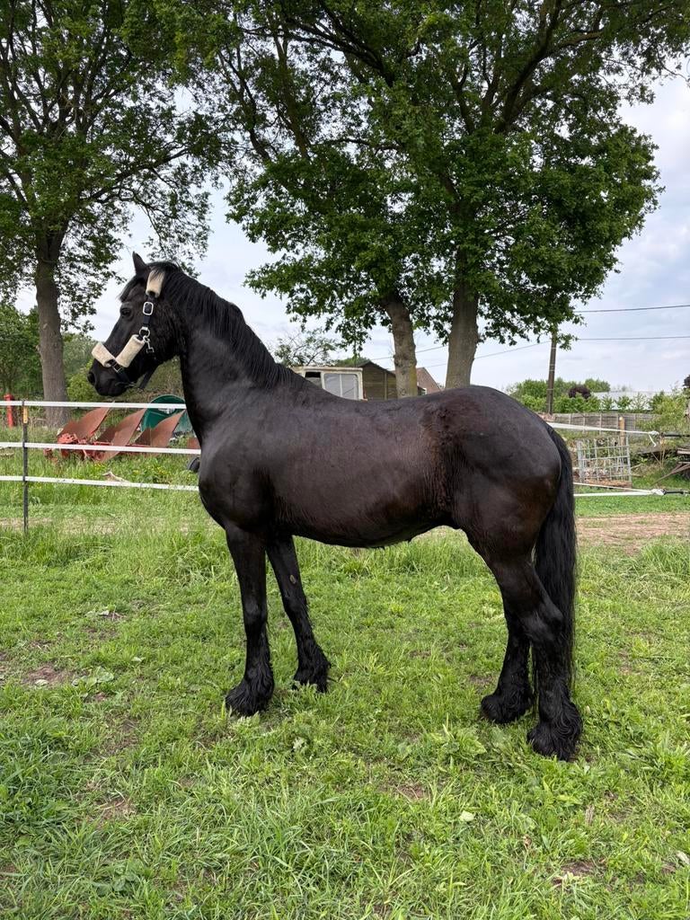 Weidemaatje te koop, Dieren en Toebehoren, Paarden, Ruin, Niet van toepassing, 160 tot 165 cm, 11 jaar of ouder
