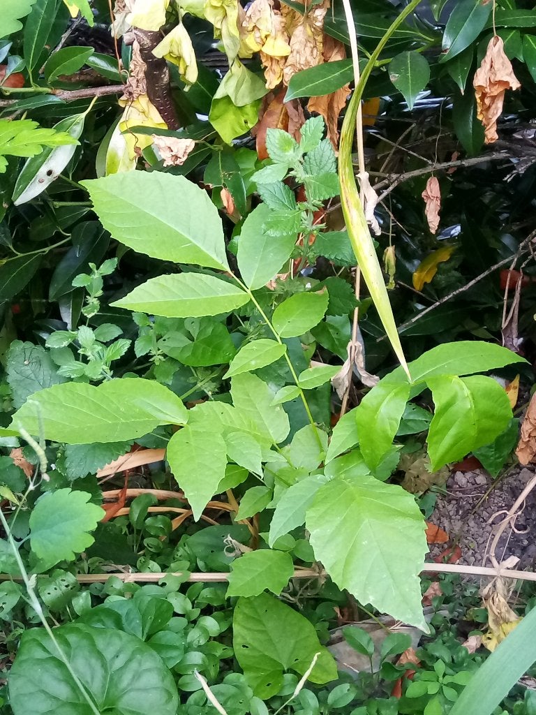 jeune noyer +- 50cm     5€, Jardin & Terrasse, Noyer, Moins de 100 cm, Enlèvement, Printemps